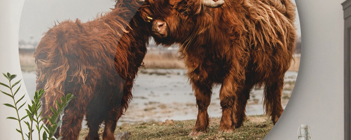 Muurcirkel van een Schotse hooglander